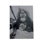 KIWI & SIBU CHARCOAL DRAWING